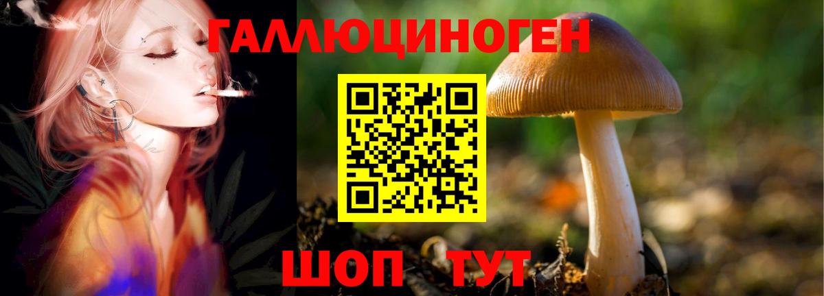 Псилоцибиновые грибы Psilocybine cubensis Рославль